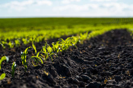 Fresh green sprouts of maize in spring on the field, soft focus. Growing young green corn seedling sprouts in cultivated agricultural farm field. Agricultural scene with corns sprouts in soil.の写真素材