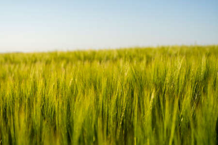Young green barley growing in agricultural field in spring. Unripe cereals. The concept of agriculture, organic food. Barleys sprout growing in soil. Close up on sprouting barley in sunset.の写真素材