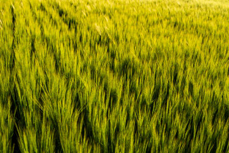 Young green barley growing in agricultural field in spring. Unripe cereals. The concept of agriculture, organic food. Barleys sprout growing in soil. Close up on sprouting barley in sunset.の写真素材