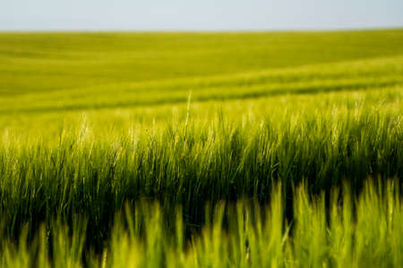 Young green barley growing in agricultural field in spring. Unripe cereals. The concept of agriculture, organic food. Barleys sprout growing in soil. Close up on sprouting barley in sunset.の写真素材