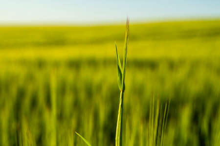 Young green barley growing in agricultural field in spring. Unripe cereals. The concept of agriculture, organic food. Barleys sprout growing in soil. Close up on sprouting barley in sunset.の写真素材