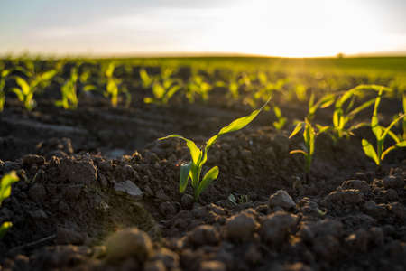 Growing young green corn seedling sprouts in cultivated agricultural farm field under the sunset, shallow depth of field. Agricultural scene with corn sprouts in earth closeup.の写真素材