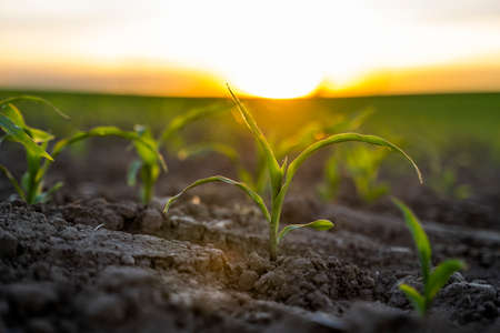 Growing young green corn seedling sprouts in cultivated agricultural farm field under the sunset, shallow depth of field. Agricultural scene with corn sprouts in earth closeup.の写真素材