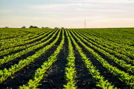 Straight rows of sugar beets growing in a soil in perspective on an agricultural field. Sugar beet cultivation. Young shoots of sugar beet, illuminated by the sun. Agriculture, organic.の写真素材