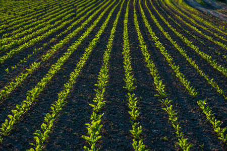 Straight rows of sugar beets growing in a soil in perspective on an agricultural field. Sugar beet cultivation. Young shoots of sugar beet, illuminated by the sun. Agriculture, organic.の写真素材