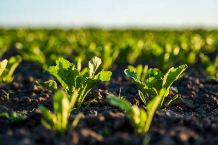 Straight rows of sugar beets growing in a soil in perspective on an agricultural field. Sugar beet cultivation. Young shoots of sugar beet, illuminated by the sun. Agriculture, organic.の写真素材