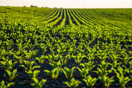 Straight rows of sugar beets growing in a soil in perspective on an agricultural field. Sugar beet cultivation. Young shoots of sugar beet, illuminated by the sun. Agriculture, organic.の写真素材