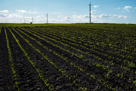 Rows of corn sprouts beginning to grow. Young corn seedlings growing in a fertile soil. An...