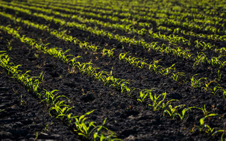 Rows of corn sprouts beginning to grow. Young corn seedlings growing in a fertile soil. An agricultural field on which grow up young corn. Rural landscape.の写真素材