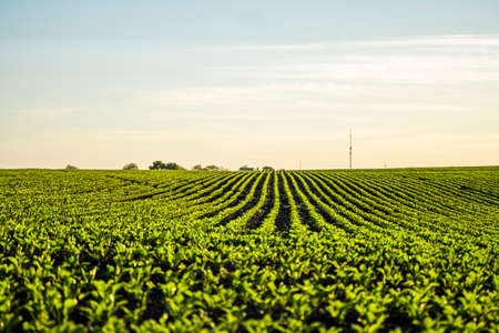 Straight rows of sugar beets growing in a soil in perspective on an agricultural field. Sugar beet cultivation. Young shoots of sugar beet, illuminated by the sun. Agriculture, organic.の写真素材