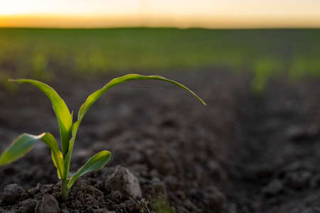Growing young green corn seedling sprouts in cultivated agricultural farm field under the sunset, shallow depth of field. Agricultural scene with corn sprouts in earth closeup.の写真素材