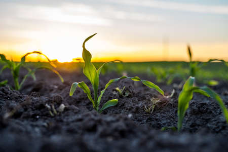 Growing young green corn seedling sprouts in cultivated agricultural farm field under the sunset, shallow depth of field. Agricultural scene with corn sprouts in earth closeup.の写真素材