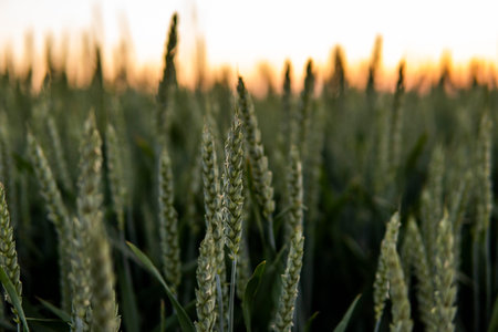 Young green wheat growing in agricultural field. Unripe cereals. The concept of agriculture, organic food. Wheat sprout growing in soil. Close up on sprouting wheat in sunset.の写真素材