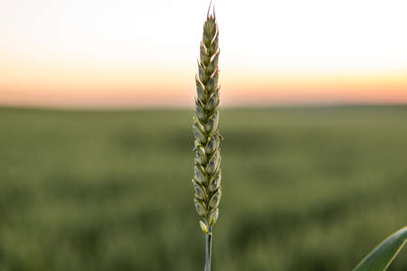 Young green wheat growing in agricultural field. Unripe cereals. The concept of agriculture, organic food. Wheat sprout growing in soil. Close up on sprouting wheat in sunset.の写真素材