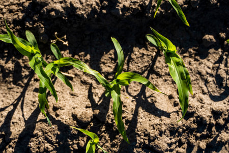 Fresh green sprouts of maize in spring on the field, soft focus. Growing young green corn seedling...