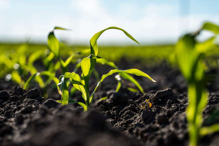 Close up seeding maize plant, Green young corn maize plants growing from the soil. Agricultural scene with corns sprouts in earth closeup.の写真素材