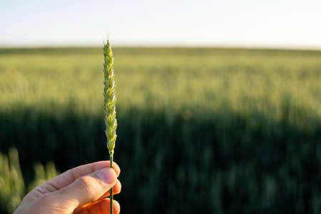 Farmer holds a green ear of wheat on agricultural field. Unripe cereals. The concept of agriculture, organic food. Wheat sprout growing in soil. Close up on sprouting wheat.の写真素材