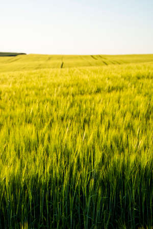 Young green barley growing in agricultural field in spring. Unripe cereals. The concept of agriculture, organic food. Barleys sprout growing in soil. Close up on sprouting barley in sunset.の写真素材