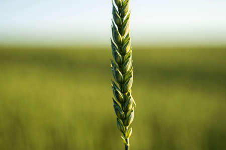 Young green wheat spikelet with a agricultural field on background. Unripe cereals. The concept of agriculture, organic food. Wheat sprout growing in soil.の写真素材