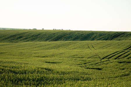 Young green wheat growing in agricultural field. Unripe cereals. The concept of agriculture, organic food. Wheat sprout growing in soil. Close up on sprouting wheat in sunset.の写真素材