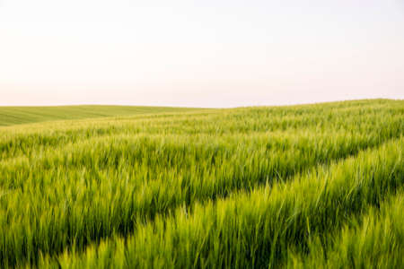 Young green barley growing in agricultural field in spring. Unripe cereals. The concept of agriculture, organic food. Barleys sprout growing in soil. Close up on sprouting barley in sunset.の写真素材