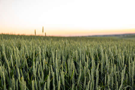 Young green wheat growing in agricultural field. Unripe cereals. The concept of agriculture, organic food. Wheat sprout growing in soil. Close up on sprouting wheat in sunset.の写真素材