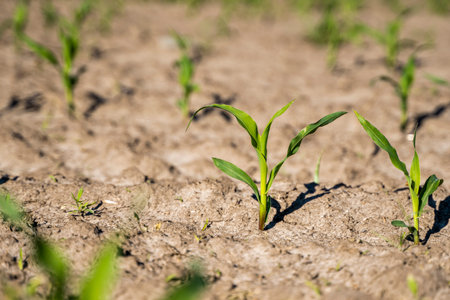 Growing young green corn seedling sprouts in cultivated agricultural farm field, shallow depth of field. Agricultural scene with corns sprouts in earth closeup.の写真素材