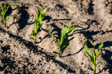 Growing young green corn seedling sprouts in cultivated agricultural farm field, shallow depth of field. Agricultural scene with corns sprouts in earth closeup.の写真素材