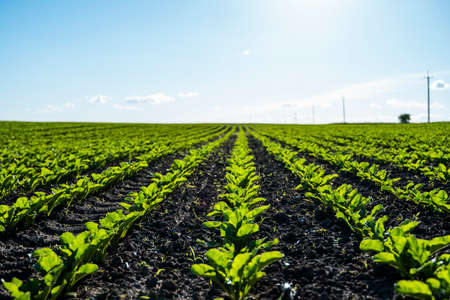 Straight rows of sugar beets growing in a soil in perspective on an agricultural field. Sugar beet cultivation. Young shoots of sugar beet, illuminated by the sun. Agriculture, organic.の写真素材