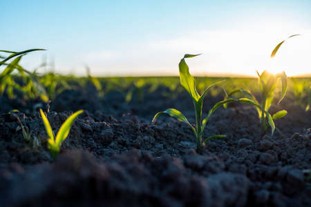 Growing young green corn seedling sprouts in cultivated agricultural farm field under the sunset, shallow depth of field. Agricultural scene with corn sprouts in earth closeup.の写真素材