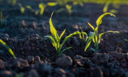 Rows of young corn plant shoots on a agricultural field. Maize seedling in agricultural farm. Green corn field in sun light. Selective focus picture of organic corn at agricultural field.の写真素材