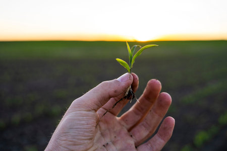 Close up of young corn sprout in farmers hand in front of rows of corn on agricultural field. Plant...