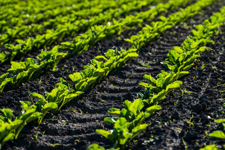 Closeup of young sugar beet plants in converging long lines growing in the recently cultivated soil...