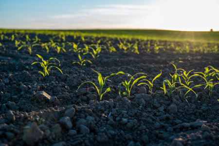 Growing young green corn seedling sprouts in cultivated agricultural farm field under the sunset,...