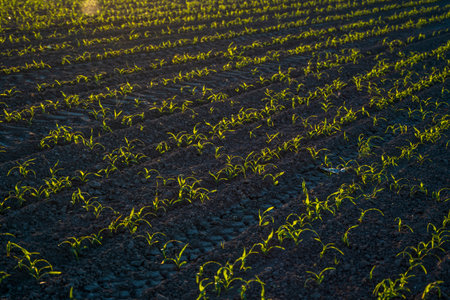 Rows of young corn plant shoots on a agricultural field. Maize seedling in agricultural farm. Green...