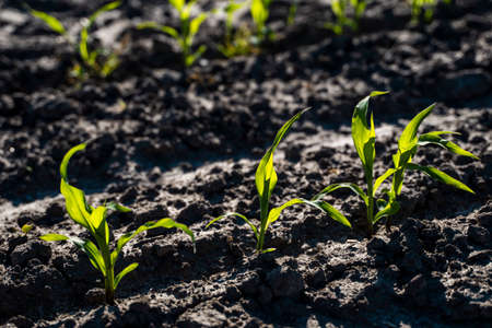 Growing young green corn seedling sprouts in cultivated agricultural farm field, shallow depth of field. Agricultural scene with corns sprouts in earth closeup.の写真素材