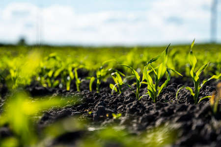Close up seeding maize plant, Green young corn maize plants growing from the soil. Agricultural scene with corns sprouts in earth closeup.の写真素材