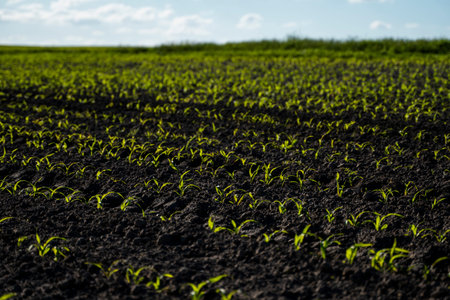 Rows of corn sprouts beginning to grow. Young corn seedlings growing in a fertile soil. An...