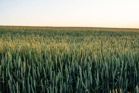 Green unripe ears of wheat in the summer. Agricultural field in the sunlight. Rural landscape of wheat green field.の写真素材