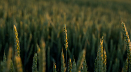 Fresh ears of young green wheat in spring summer field close-up. Agriculture.
