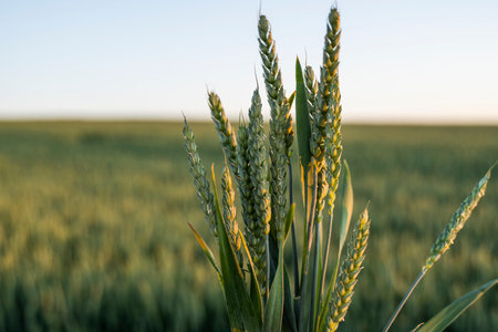 Fresh ears of young green wheat in spring summer field close-up. Agriculture.の写真素材