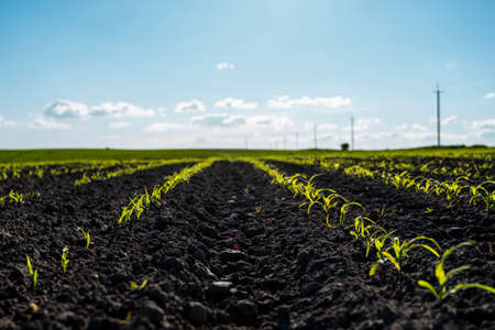 Spring rural landscape with green corn field in the sunset.の写真素材