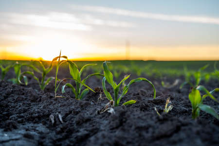 Young green corn in fertile soil field in sunset.の写真素材