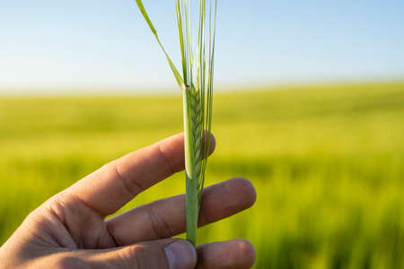 Mans hand holding spikelet of barley against fertile field of barley and blue sky.の写真素材