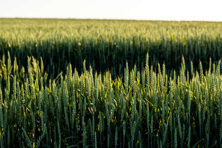 Fresh young ears of young green wheat in spring summer field. Agriculture scene.の写真素材