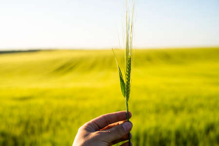 Farmers hand holding a green ears of barley. Agriculture. The concept of agriculture, healthy eating, organic food.の写真素材