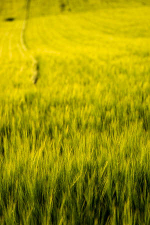 Young green barley growing in agricultural field in spring. Unripe cereals. Barleys sprout growing in soil.の写真素材