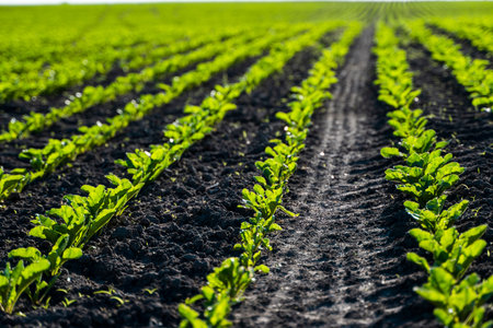 Closeup of young sugar beet plants in converging long lines growing in the recently cultivated soil...