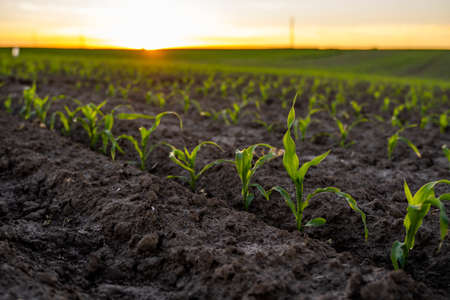 Rows of young corn plants on a fertile field with dark soil in beautiful warm sunshine. Rural landscape.の写真素材