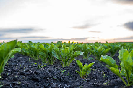 Close up young sugar beet leaves grows in the agricultural beet field in the evening sunset. Agriculture.の写真素材